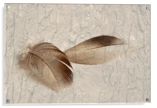 Bronze Mallard Feather Textured 4 Acrylic by Steve Purnell