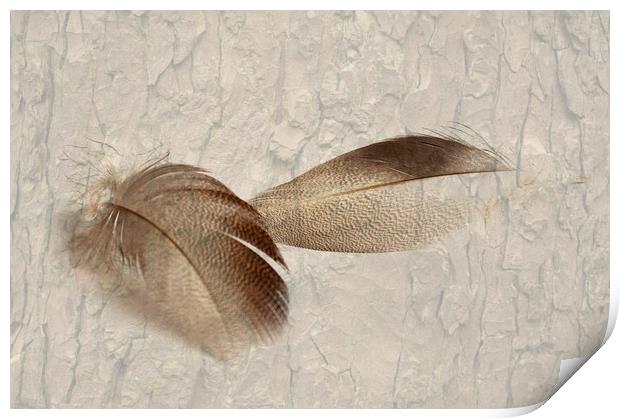 Bronze Mallard Feather Textured 4 Print by Steve Purnell