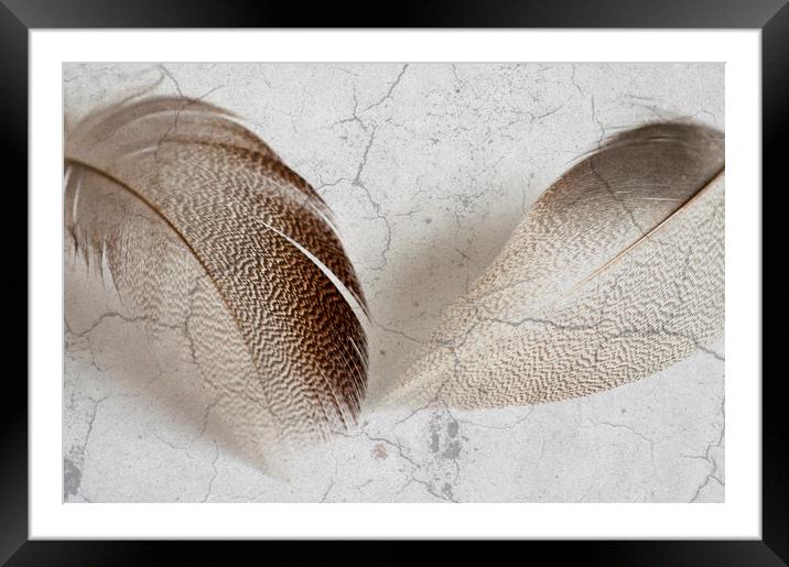 Bronze Mallard Feather Textured 5 Framed Mounted Print by Steve Purnell