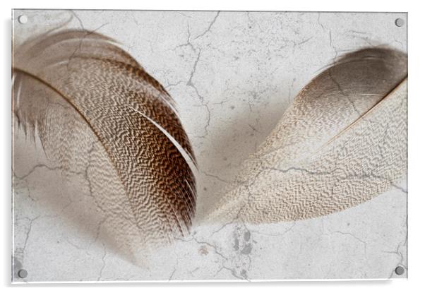 Bronze Mallard Feather Textured 5 Acrylic by Steve Purnell