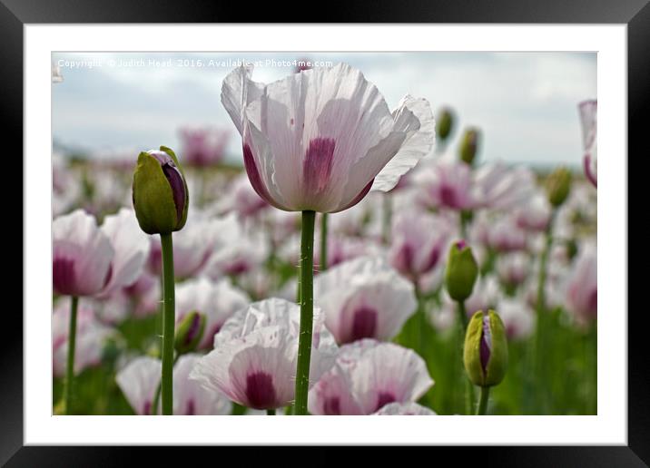 Standing Out From The Crowd Framed Mounted Print by Judith Head