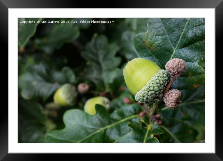 Little Acorn Framed Mounted Print by Ann Garrett