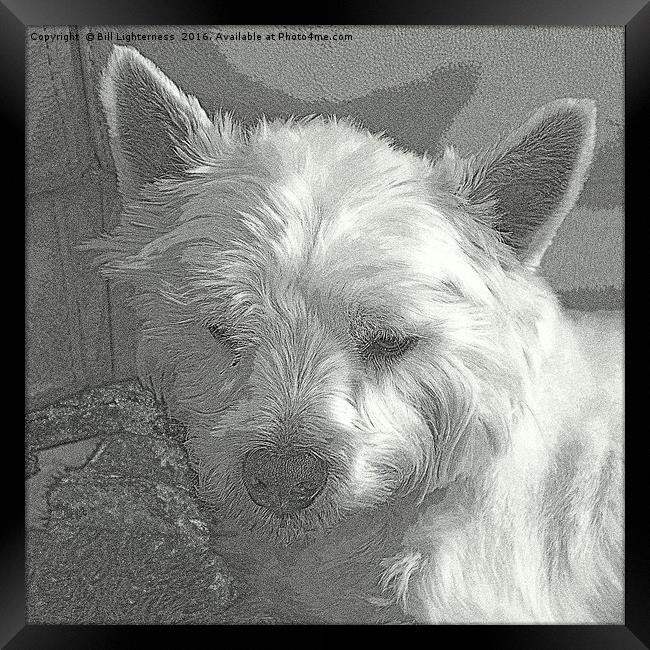 Westie with a Texture Framed Print by Bill Lighterness