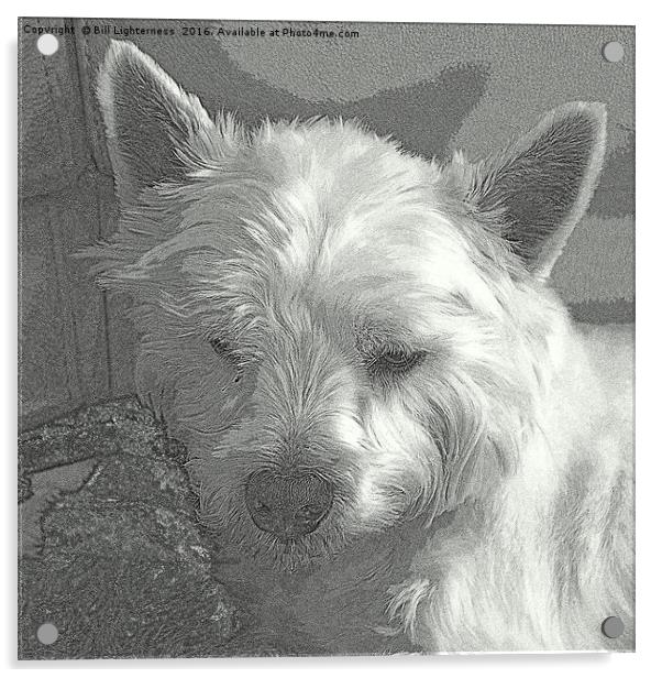 Westie with a Texture Acrylic by Bill Lighterness