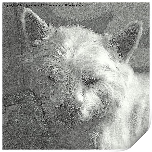 Westie with a Texture Print by Bill Lighterness