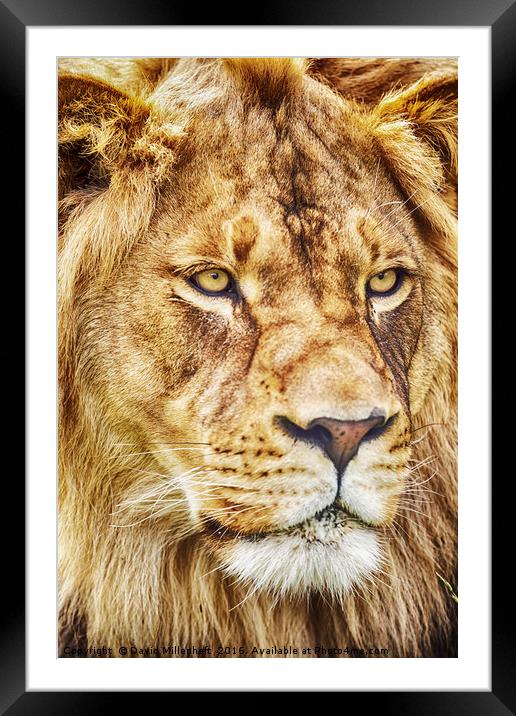 King of the Jungle Framed Mounted Print by David Millenheft