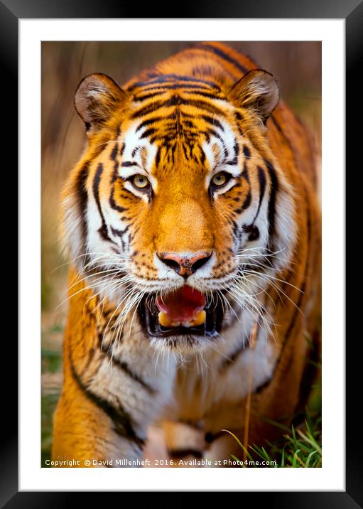 Tiger on the hunt Framed Mounted Print by David Millenheft