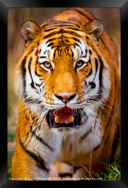 Tiger on the hunt Framed Print by David Millenheft