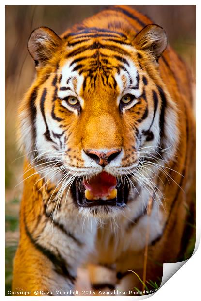 Tiger on the hunt Print by David Millenheft