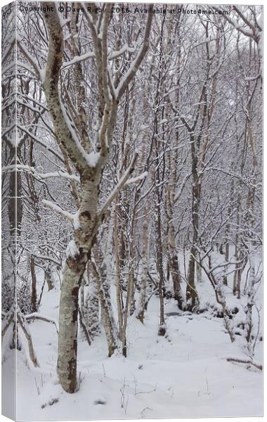 Birch Trees in the Snow Canvas Print by Dawn Rigby