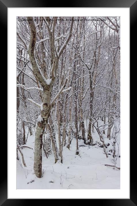 Birch Trees in the Snow Framed Mounted Print by Dawn Rigby