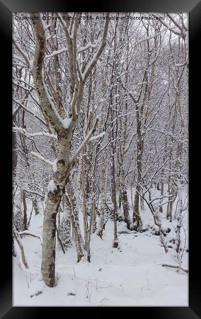 Birch Trees in the Snow Framed Print by Dawn Rigby