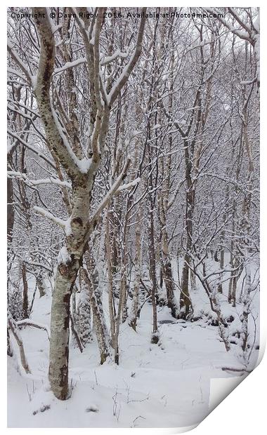Birch Trees in the Snow Print by Dawn Rigby