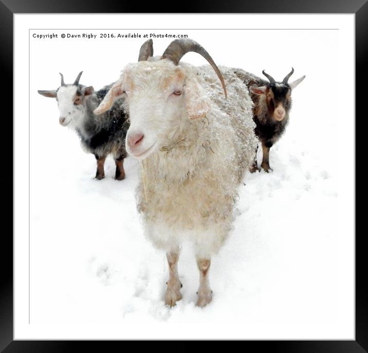 Goats in the Snow Framed Mounted Print by Dawn Rigby