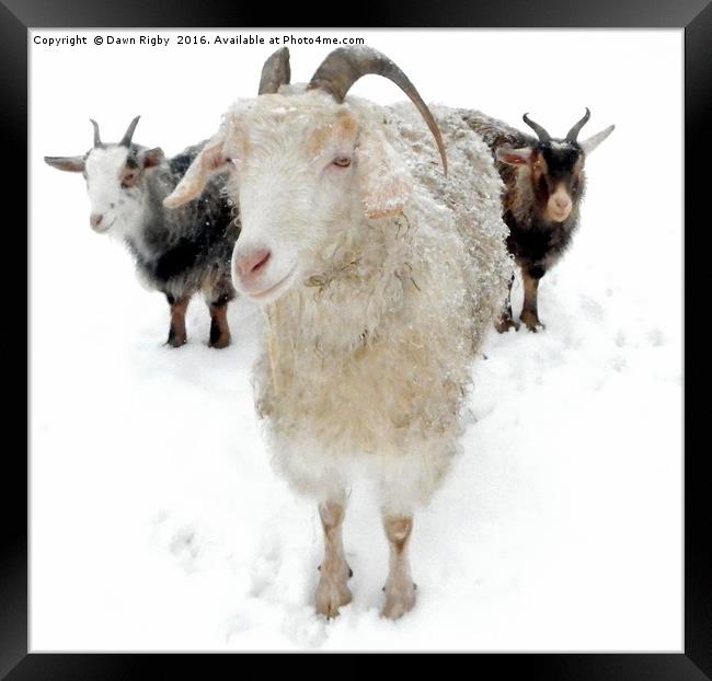 Goats in the Snow Framed Print by Dawn Rigby