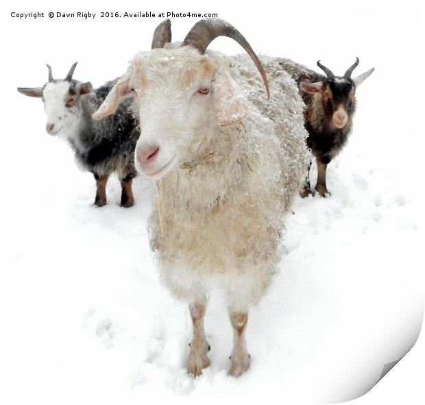 Goats in the Snow Print by Dawn Rigby