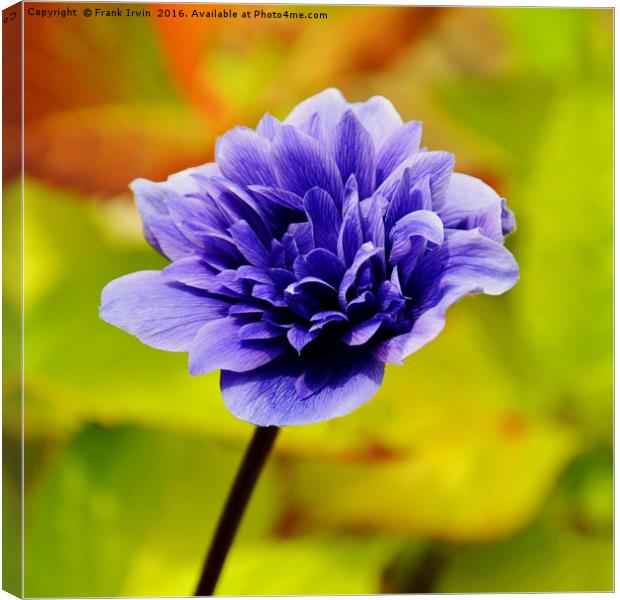 Anemone, growing in the wild Canvas Print by Frank Irwin