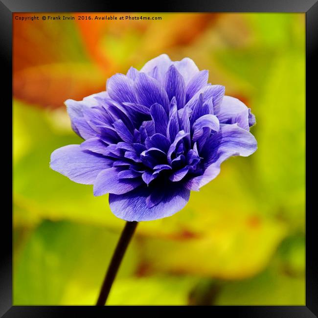Anemone, growing in the wild Framed Print by Frank Irwin