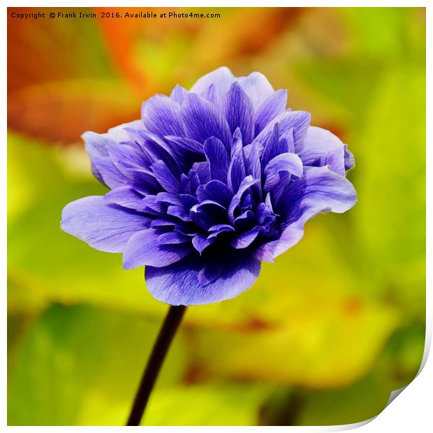 Anemone, growing in the wild Print by Frank Irwin