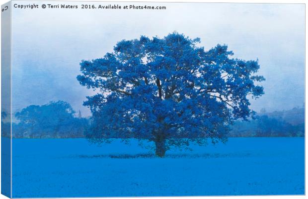 Cold Tree In A Field Of Blue Canvas Print by Terri Waters