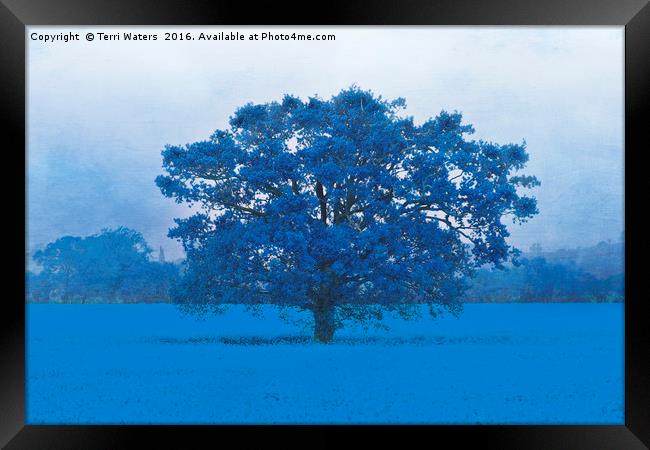 Cold Tree In A Field Of Blue Framed Print by Terri Waters