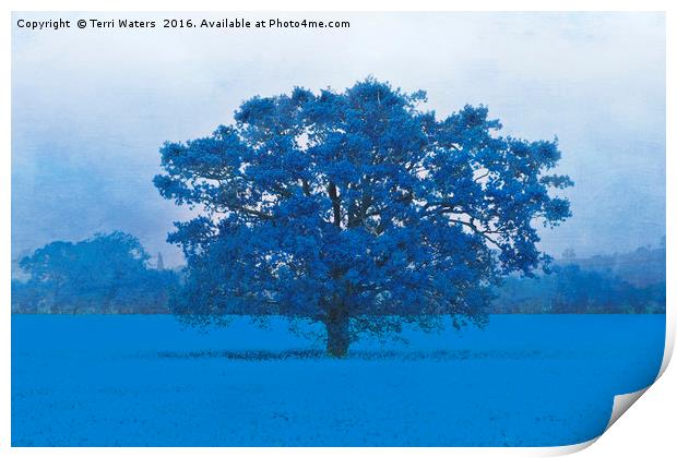 Cold Tree In A Field Of Blue Print by Terri Waters
