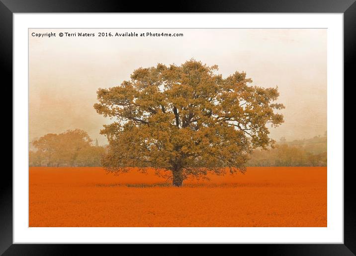 Autumn Tree In A Field Of Orange Framed Mounted Print by Terri Waters