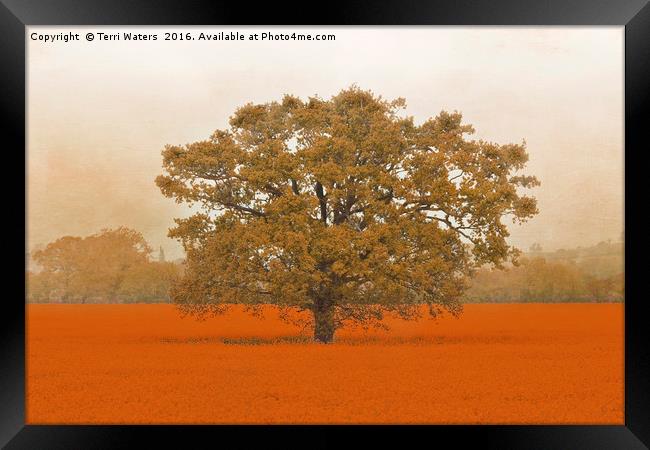 Autumn Tree In A Field Of Orange Framed Print by Terri Waters