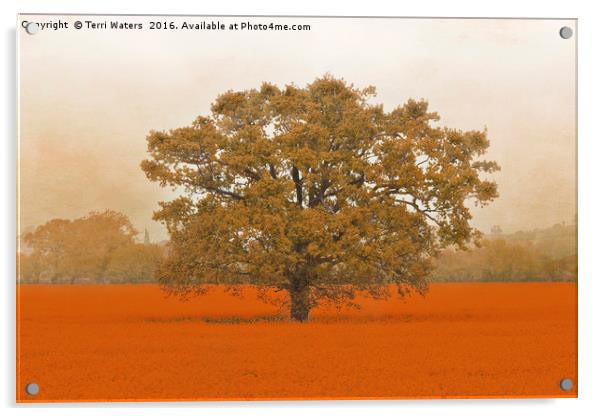 Autumn Tree In A Field Of Orange Acrylic by Terri Waters
