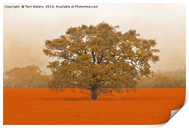 Autumn Tree In A Field Of Orange Print by Terri Waters