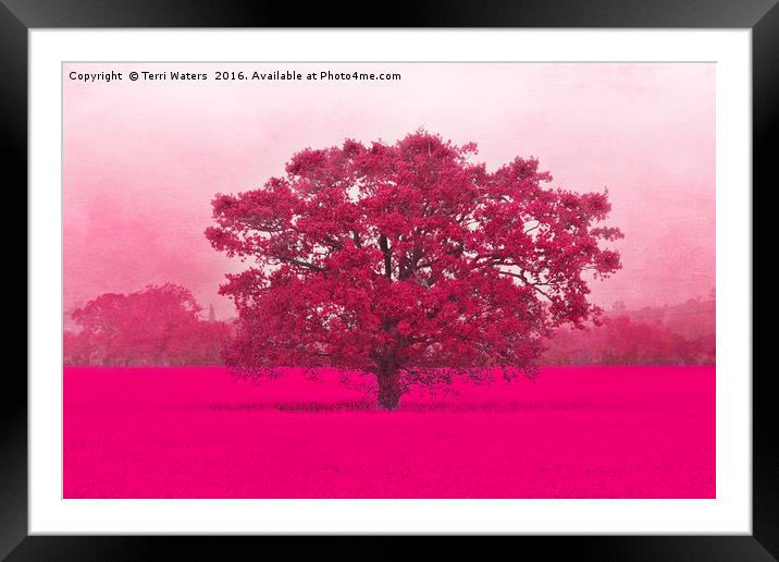 Hot Tree In A Field Of Pink Framed Mounted Print by Terri Waters