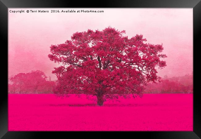 Hot Tree In A Field Of Pink Framed Print by Terri Waters