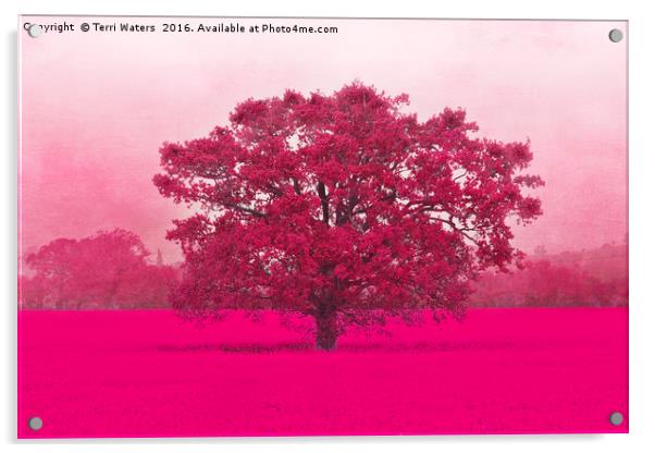 Hot Tree In A Field Of Pink Acrylic by Terri Waters