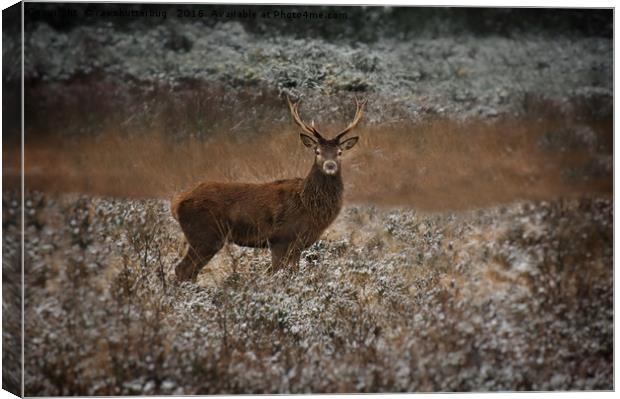 Red Deer Stag In The Wild Canvas Print by rawshutterbug 