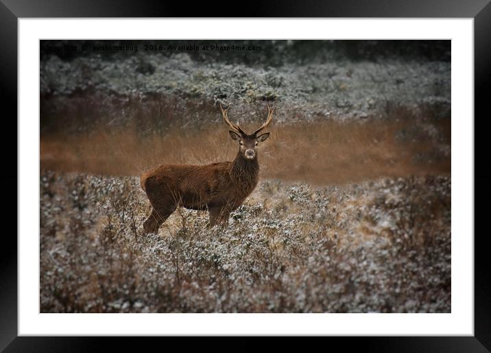 Red Deer Stag In The Wild Framed Mounted Print by rawshutterbug 