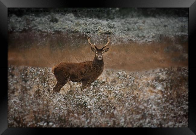 Red Deer Stag In The Wild Framed Print by rawshutterbug 