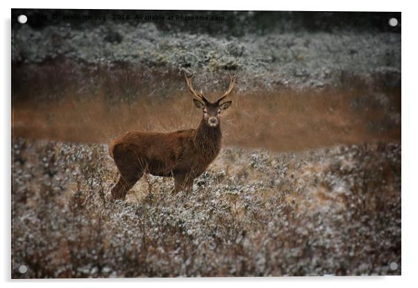 Red Deer Stag In The Wild Acrylic by rawshutterbug 