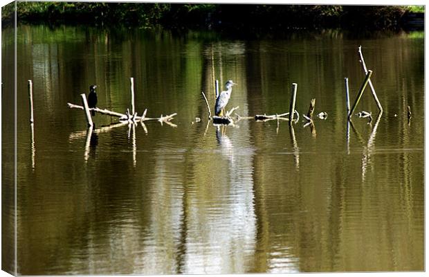 Grey Heron Perches Canvas Print by Chris Day