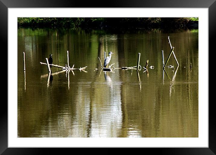 Grey Heron Perches Framed Mounted Print by Chris Day