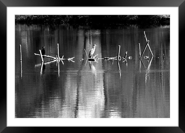 Grey Heron on Black and white perches Framed Mounted Print by Chris Day