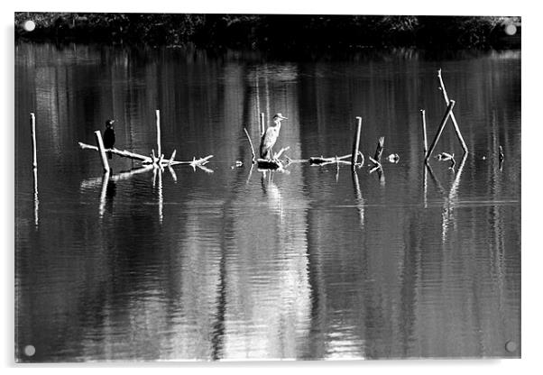 Grey Heron on Black and white perches Acrylic by Chris Day