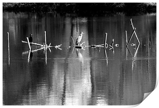 Grey Heron on Black and white perches Print by Chris Day