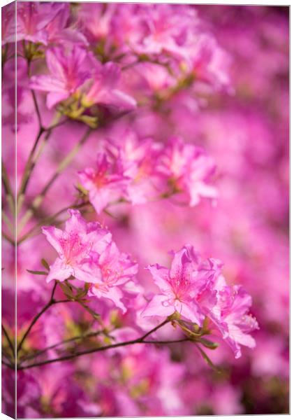 Bright pink Azalea blooms Canvas Print by Andrew Kearton
