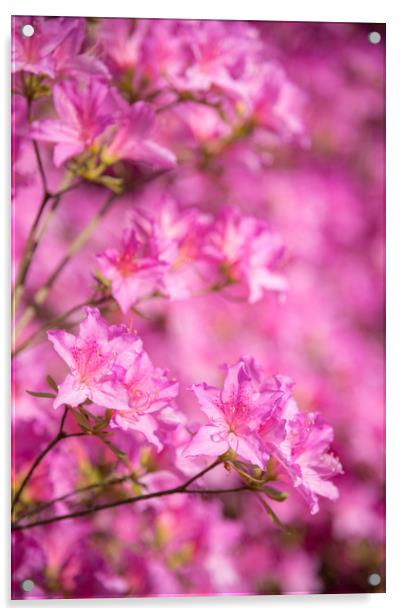 Bright pink Azalea blooms Acrylic by Andrew Kearton