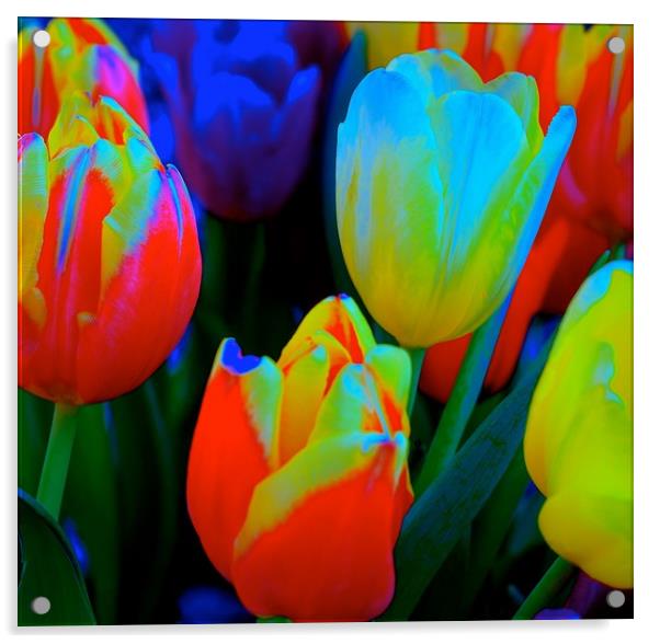 The meaning of Tulips                              Acrylic by Sue Bottomley