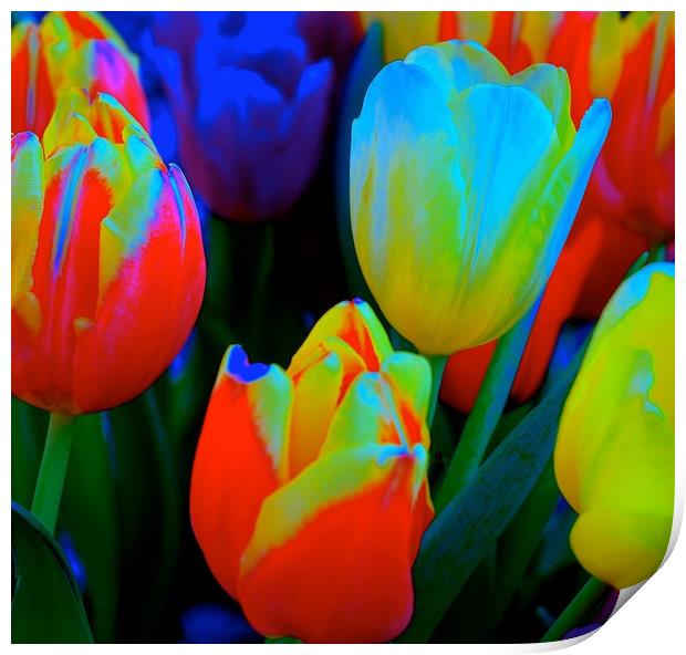 The meaning of Tulips                              Print by Sue Bottomley