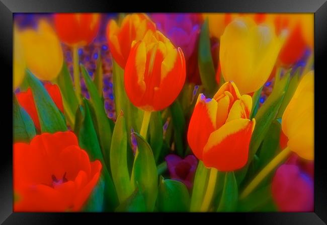 The meaning of Tulips                              Framed Print by Sue Bottomley