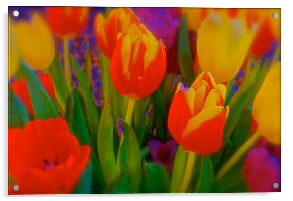 The meaning of Tulips                              Acrylic by Sue Bottomley