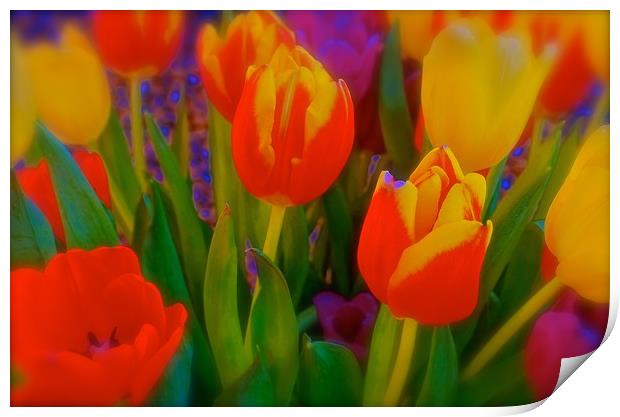 The meaning of Tulips                              Print by Sue Bottomley