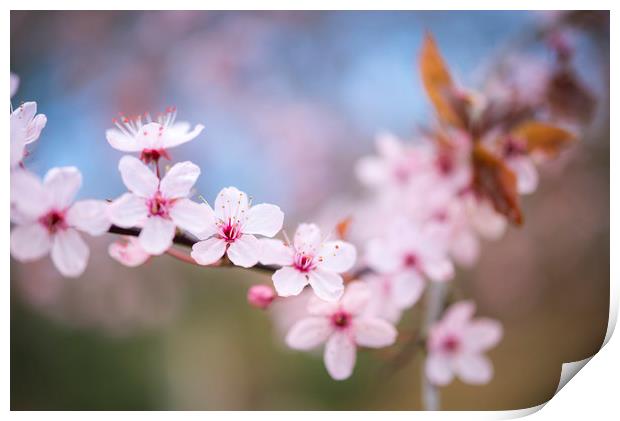 Delicate spring bossom Print by Andrew Kearton